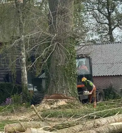 images/001-tuinaanleg-ettenleur/terschuur-boom-kappen/populier-kap-terschuur-390x424-b69
