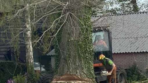 bomen rooien terschuur