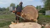 images/001-tuinaanleg-ettenleur/terschuur-boom-kappen/terschuur-boom-kappen-160x90-ede