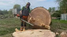 images/001-tuinaanleg-ettenleur/terschuur-boom-kappen/terschuur-boom-kappen-257x145-1cb