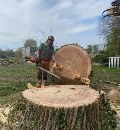 images/001-tuinaanleg-ettenleur/terschuur-boom-kappen/terschuur-boom-kappen-390x424-b69