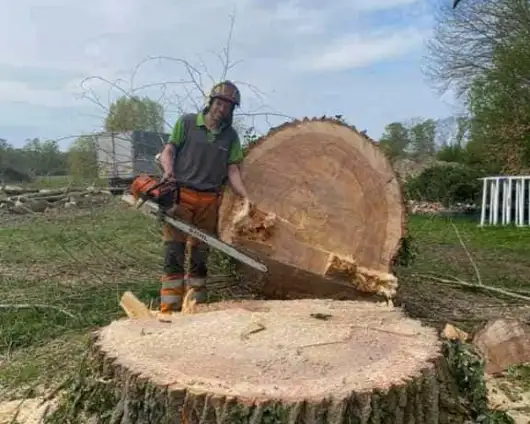 images/001-tuinaanleg-ettenleur/terschuur-boom-kappen/terschuur-boom-kappen-530x424-d8d