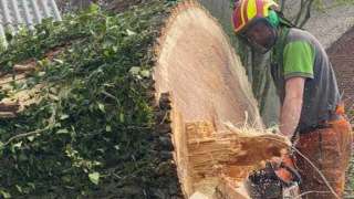 bomen rooien terschuur