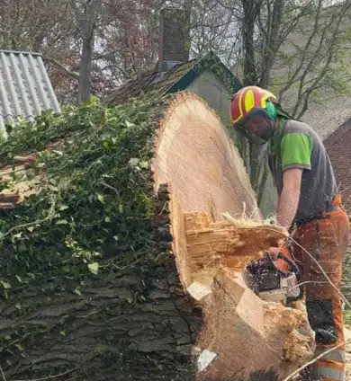 images/001-tuinaanleg-ettenleur/terschuur-boom-kappen/verwijderen-boom-terschuur-(2)-390x424-b69