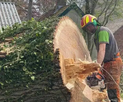 images/001-tuinaanleg-ettenleur/terschuur-boom-kappen/verwijderen-boom-terschuur-(2)-510x424-f86