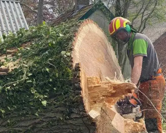 images/001-tuinaanleg-ettenleur/terschuur-boom-kappen/verwijderen-boom-terschuur-(2)-530x424-d8d