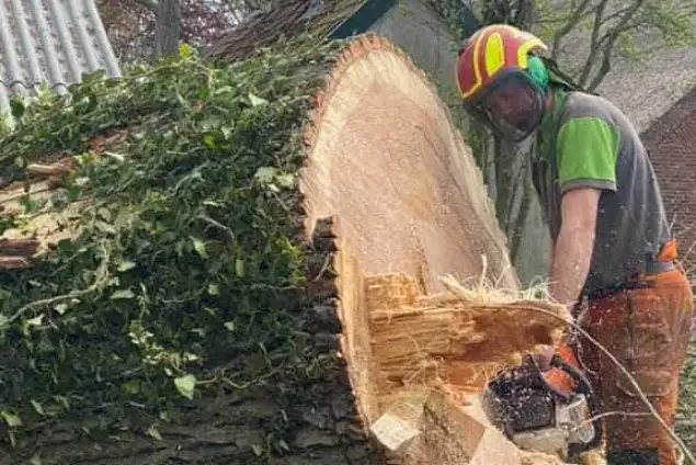 images/001-tuinaanleg-ettenleur/terschuur-boom-kappen/verwijderen-boom-terschuur-(2)-635x424-148