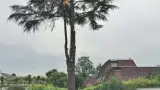 images/001-tuinaanleg-ettenleur/toppen-bomen-weer-160x90-ede