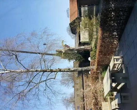 images/001-tuinaanleg-ettenleur/velp/Kappen-van-bomen-in-Velp-530x424-166