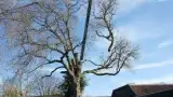 images/001-tuinaanleg-ettenleur/velp/Verwijdern-van-bomen-in-Velp-Nijmegen-160x90-1bb
