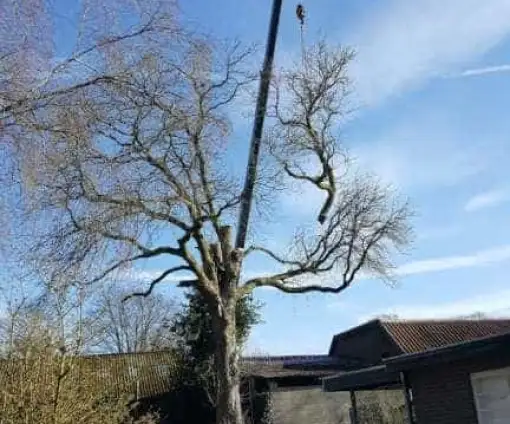 images/001-tuinaanleg-ettenleur/velp/Verwijdern-van-bomen-in-Velp-Nijmegen-510x424-054