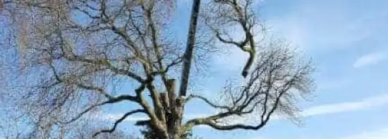 images/001-tuinaanleg-ettenleur/velp/Verwijdern-van-bomen-in-Velp-Nijmegen-550x197-d42