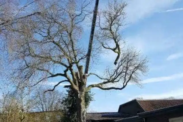 images/001-tuinaanleg-ettenleur/velp/Verwijdern-van-bomen-in-Velp-Nijmegen-635x424-4e6