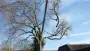 images/001-tuinaanleg-ettenleur/velp/Verwijdern-van-bomen-in-Velp-Nijmegen-90x51-820