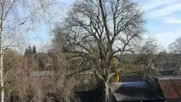 images/001-tuinaanleg-ettenleur/velp/bomen-rooien-Velp-Arhem-257x145-e1b