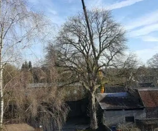 images/001-tuinaanleg-ettenleur/velp/bomen-rooien-Velp-Arhem-510x424-085