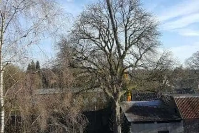images/001-tuinaanleg-ettenleur/velp/bomen-rooien-Velp-Arhem-635x424-8e8