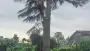images/001-tuinaanleg-ettenleur/verwijderen-van-bomen-in-Weert-90x51-820