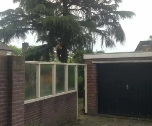 images/001-tuinaanleg-ettenleur/weert-boom-kap-510x424-054