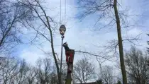 images/001-tuinaanleg-ettenleur/zeist/Zeist--Soest-boom-rooien-210x119-b9a