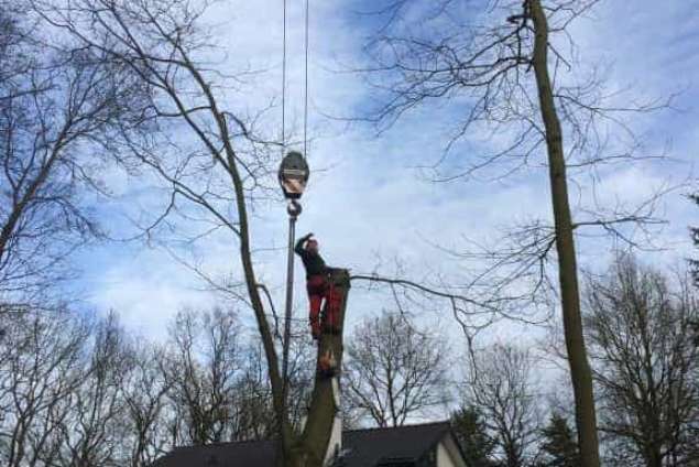 Bomen rooien Zeist 