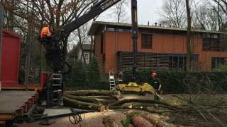 Bomen rooien Zeist 