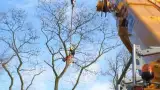 images/001-tuinaanleg-ettenleur/zeist/Zeist--boom-kappen-160x90-1bb