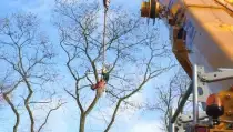 images/001-tuinaanleg-ettenleur/zeist/Zeist--boom-kappen-210x119-b9a