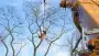 images/001-tuinaanleg-ettenleur/zeist/Zeist--boom-kappen-90x51-820