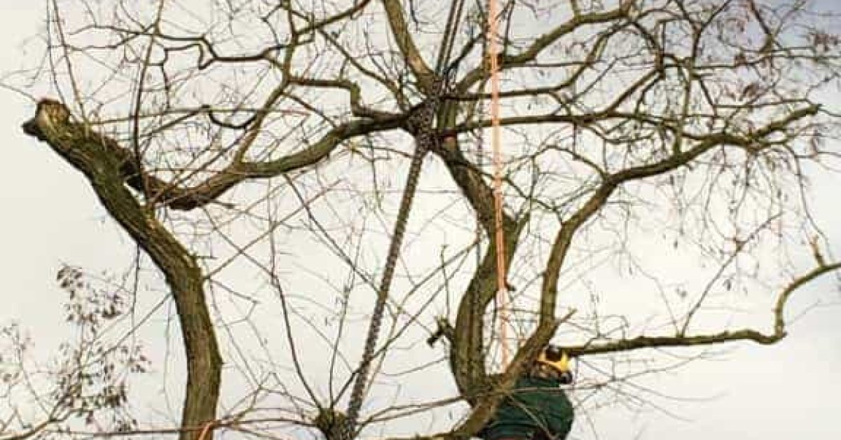 images/001-tuinaanleg-ettenleur/zeist/Zeist--boom-verwijderen-1200x628-5fb
