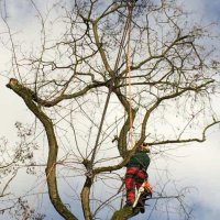 images/001-tuinaanleg-ettenleur/zeist/Zeist--boom-verwijderen-200x200-ea5