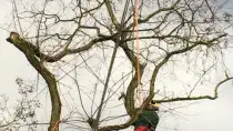images/001-tuinaanleg-ettenleur/zeist/Zeist--boom-verwijderen-210x118-956