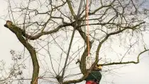images/001-tuinaanleg-ettenleur/zeist/Zeist--boom-verwijderen-210x119-b9a