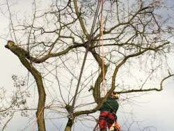 Bomen kappen Ossendrecht