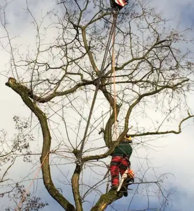 images/001-tuinaanleg-ettenleur/zeist/Zeist--boom-verwijderen-390x424-e4e