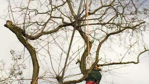 images/001-tuinaanleg-ettenleur/zeist/Zeist--boom-verwijderen-510x287-650