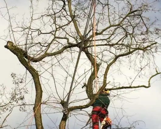 images/001-tuinaanleg-ettenleur/zeist/Zeist--boom-verwijderen-530x424-9f4