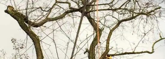 images/001-tuinaanleg-ettenleur/zeist/Zeist--boom-verwijderen-550x197-d42