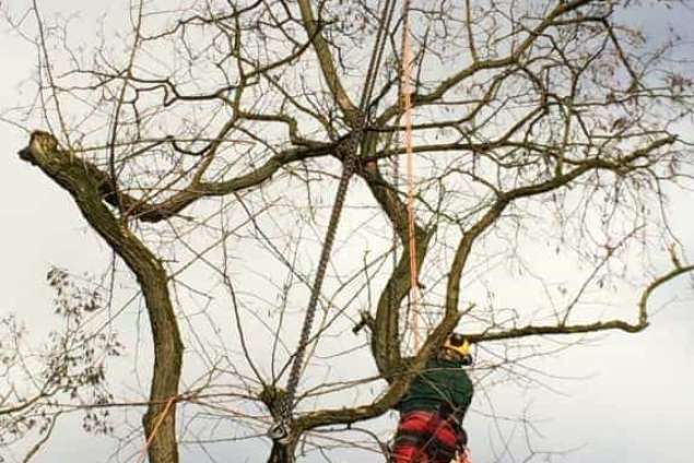 Bomen rooien Zeist 