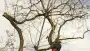 images/001-tuinaanleg-ettenleur/zeist/Zeist--boom-verwijderen-90x51-820