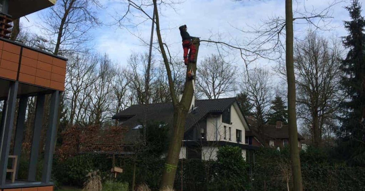 images/001-tuinaanleg-ettenleur/zeist/Zeist--soest-boom-rooien-hoveniersbedrijf-1200x628-5fb
