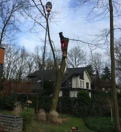 images/001-tuinaanleg-ettenleur/zeist/Zeist--soest-boom-rooien-hoveniersbedrijf-390x424-e4e