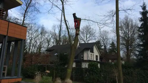 images/001-tuinaanleg-ettenleur/zeist/Zeist--soest-boom-rooien-hoveniersbedrijf-510x287-d7f