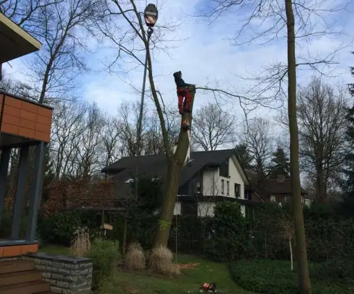 images/001-tuinaanleg-ettenleur/zeist/Zeist--soest-boom-rooien-hoveniersbedrijf-510x424-054