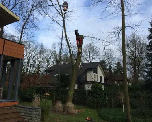 images/001-tuinaanleg-ettenleur/zeist/Zeist--soest-boom-rooien-hoveniersbedrijf-530x424-9f4
