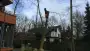 images/001-tuinaanleg-ettenleur/zeist/Zeist--soest-boom-rooien-hoveniersbedrijf-90x51-820