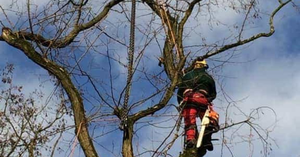 images/001-tuinaanleg-ettenleur/zeist/Zeist-boom-kappen-1200x628-5fb