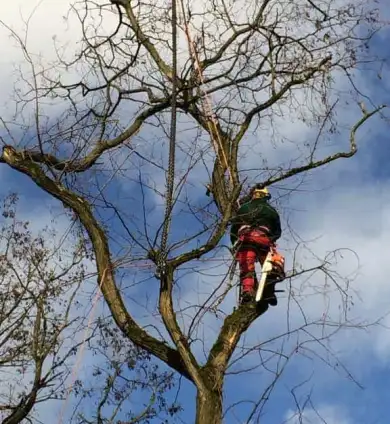 images/001-tuinaanleg-ettenleur/zeist/Zeist-boom-kappen-390x424-e4e