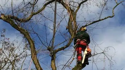 images/001-tuinaanleg-ettenleur/zeist/Zeist-boom-kappen-510x287-d7f