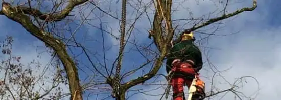 images/001-tuinaanleg-ettenleur/zeist/Zeist-boom-kappen-550x197-d42